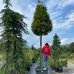 Hrab obyčajný (Carpinus betulus) ´PYRAMIDALIS´ - výška 400 cm, obvod kmeňa 25/30 cm,kont. C230L